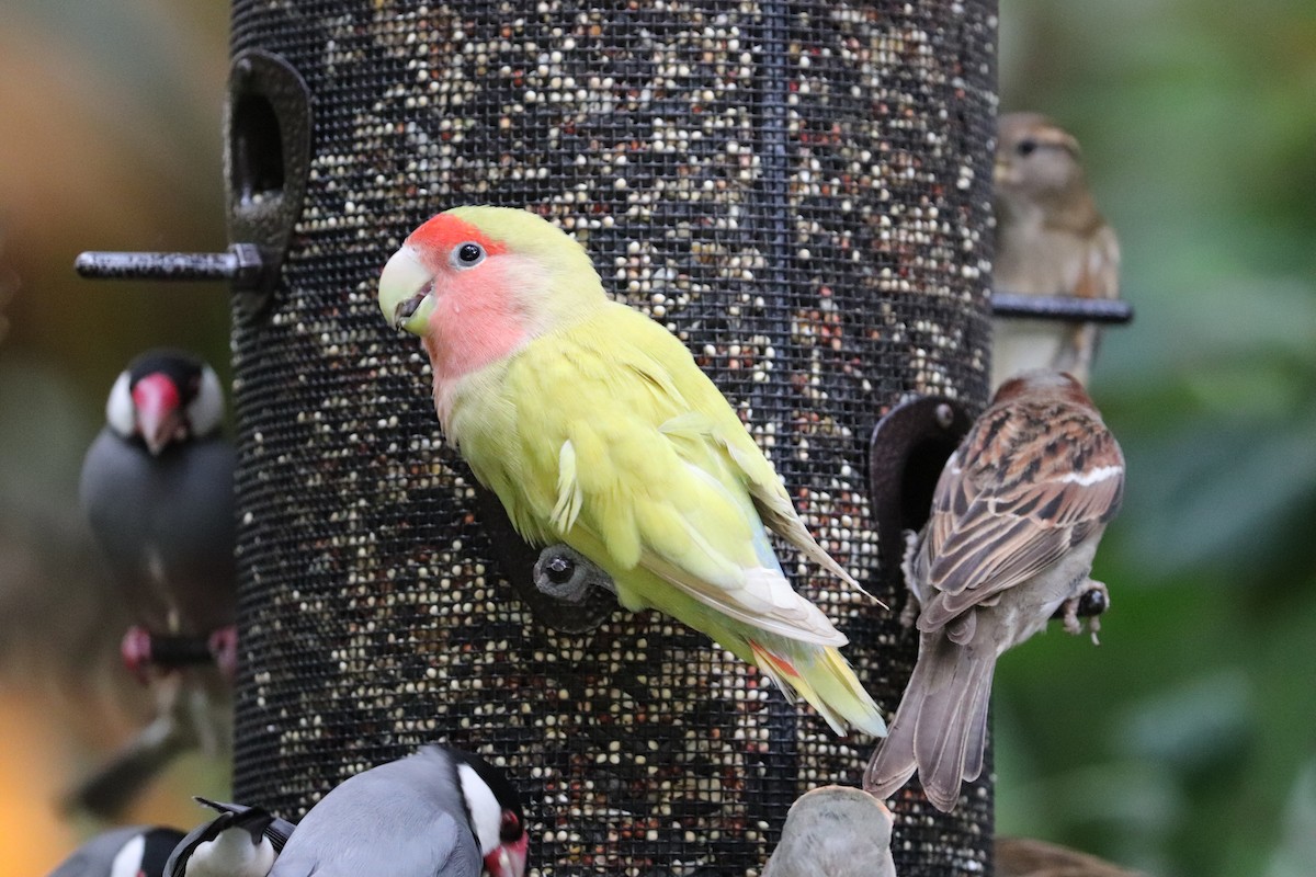 コザクラインコ - ML647061447