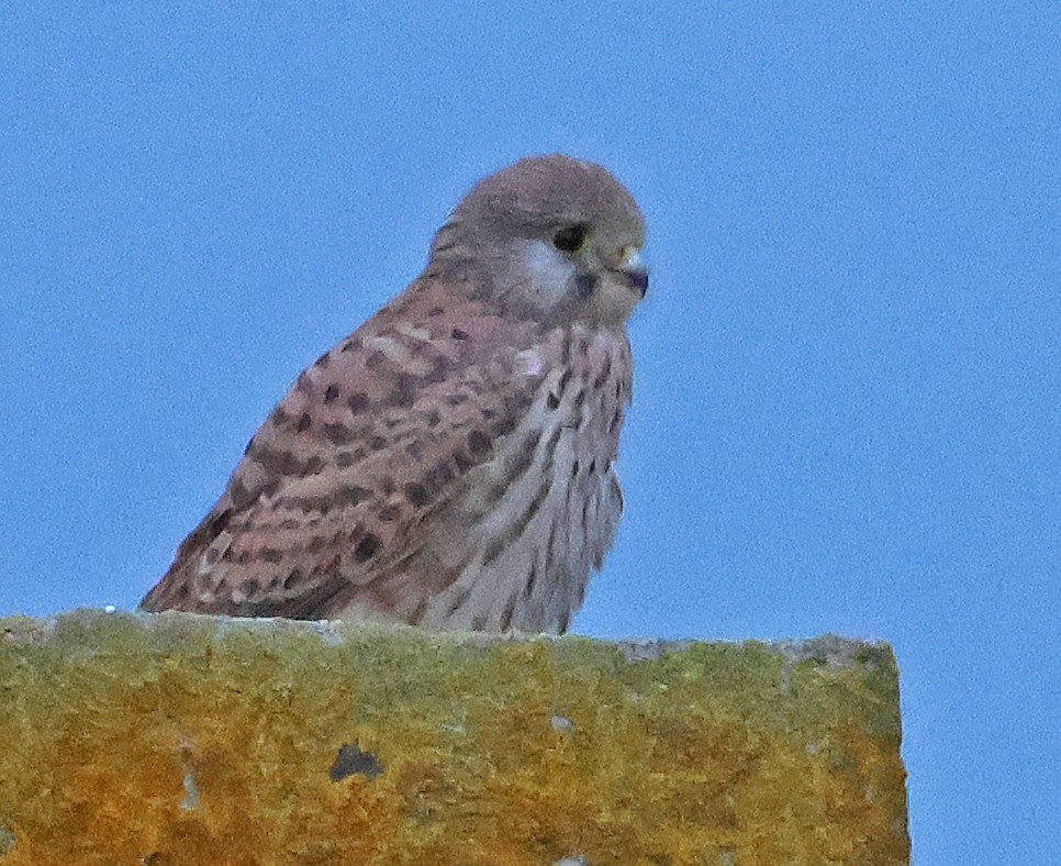 紅隼 - ML647061449