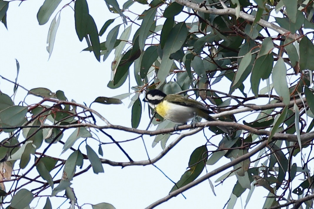 Western Shrike-tit - ML647061450