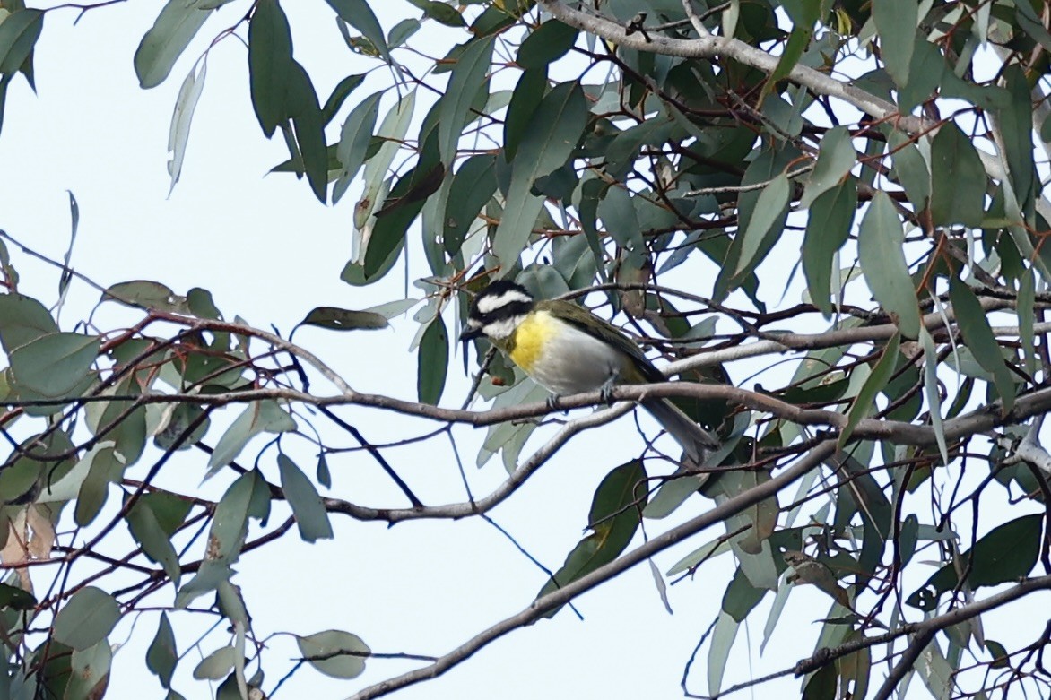 Western Shrike-tit - ML647061451