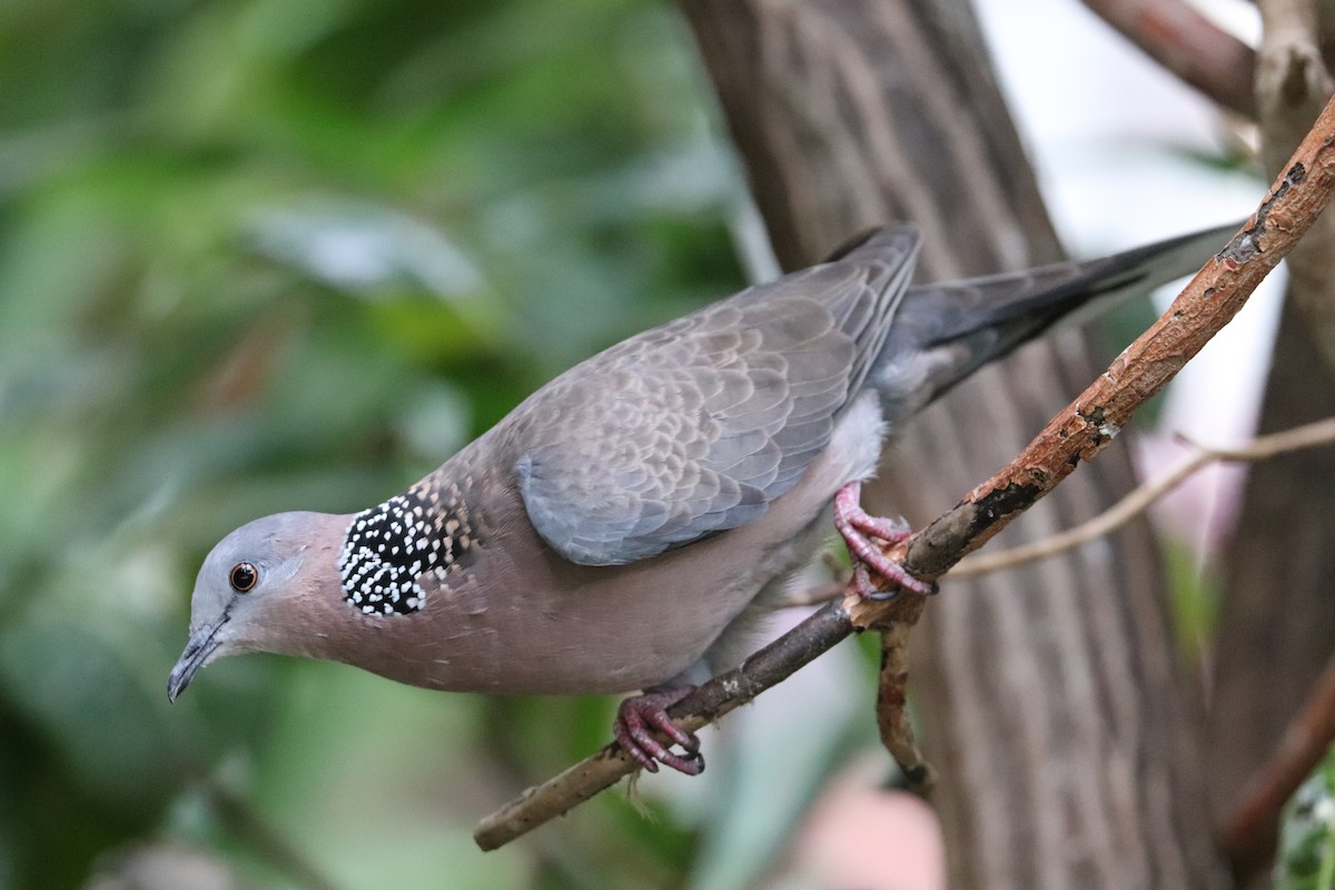 カノコバト - ML647061454