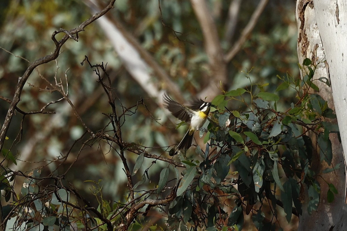 Western Shrike-tit - ML647061457