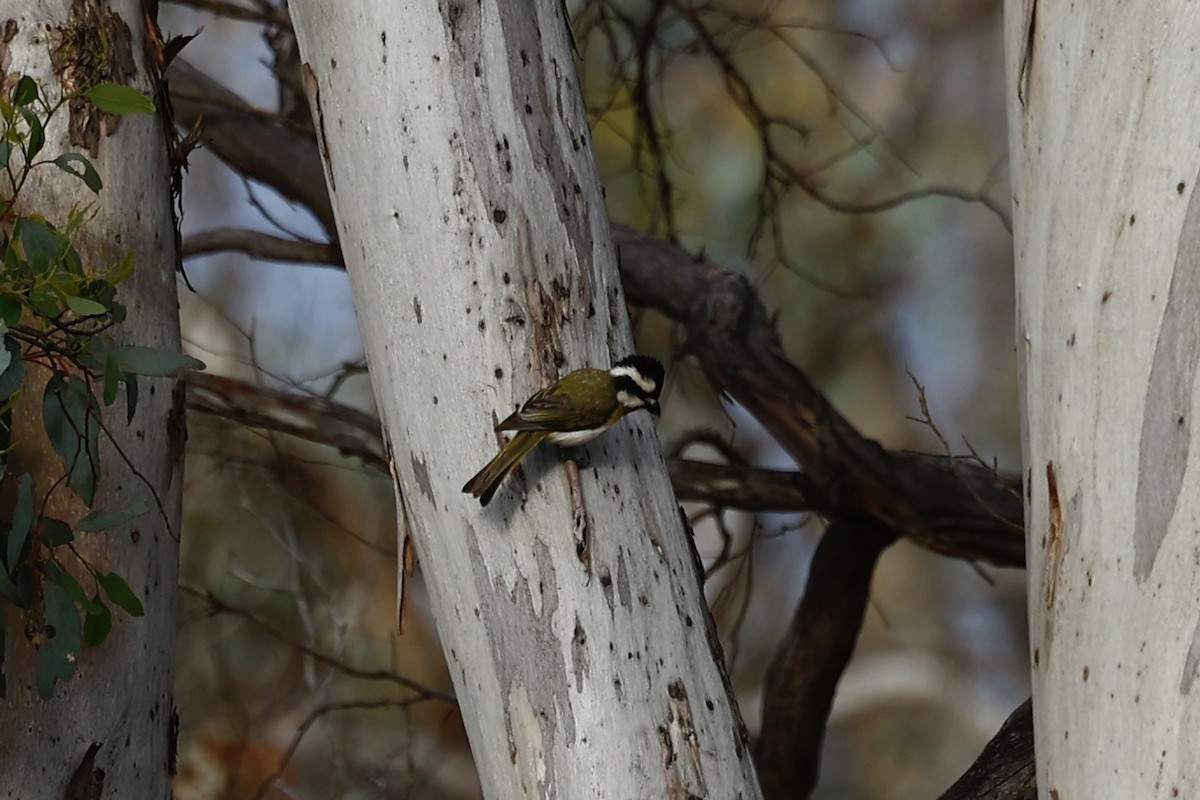 Western Shrike-tit - ML647061458