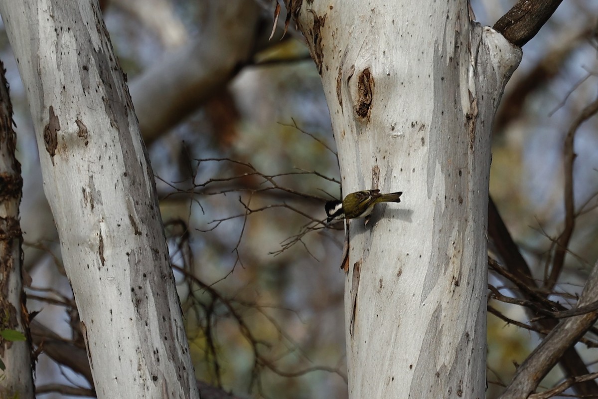 Western Shrike-tit - ML647061459