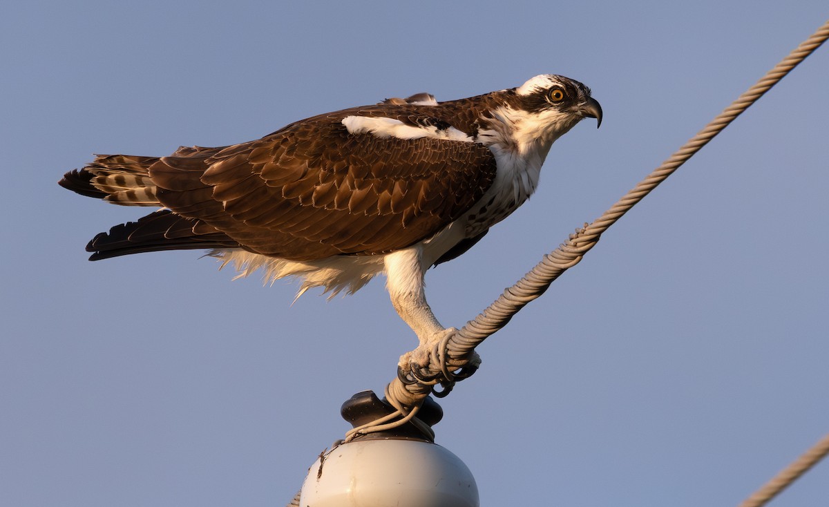 Osprey - ML647061461
