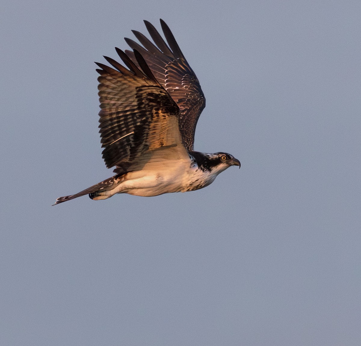 Osprey - ML647061465