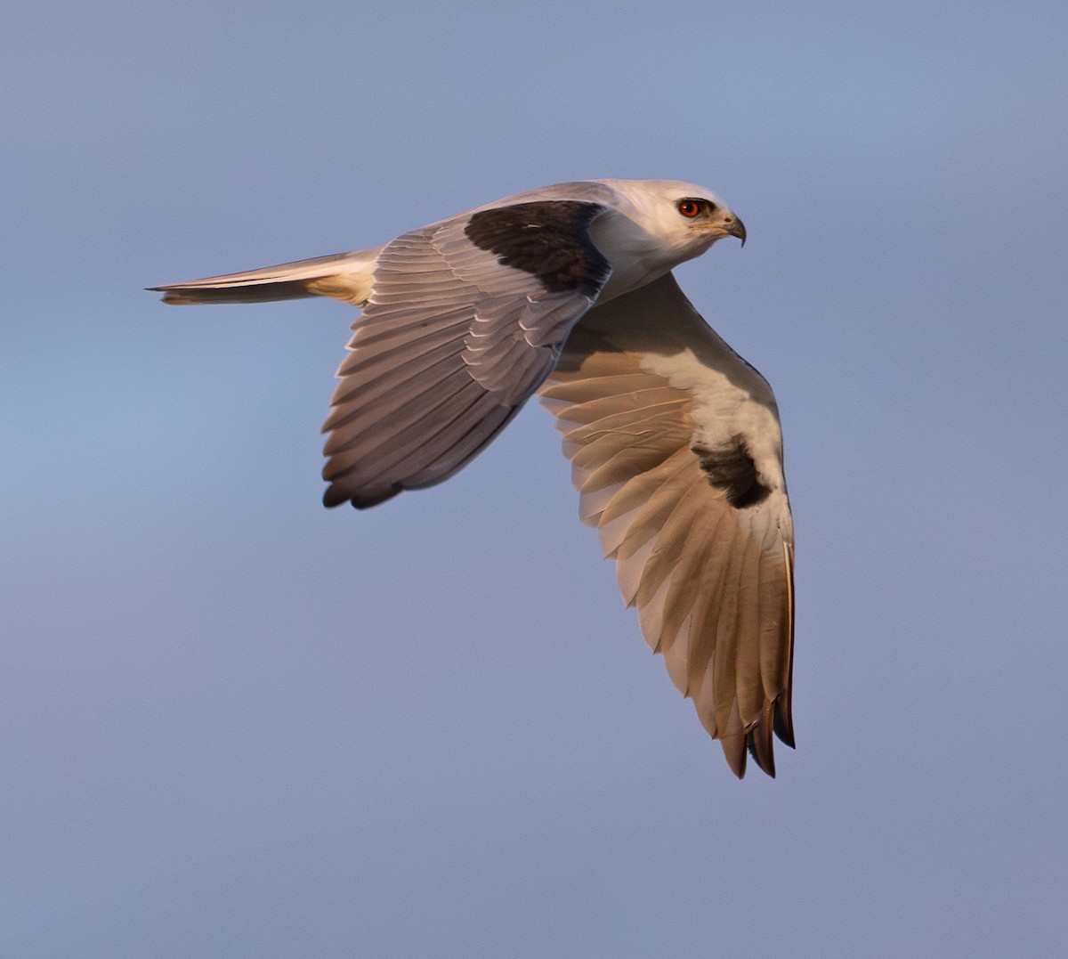 White-tailed Kite - ML647061470