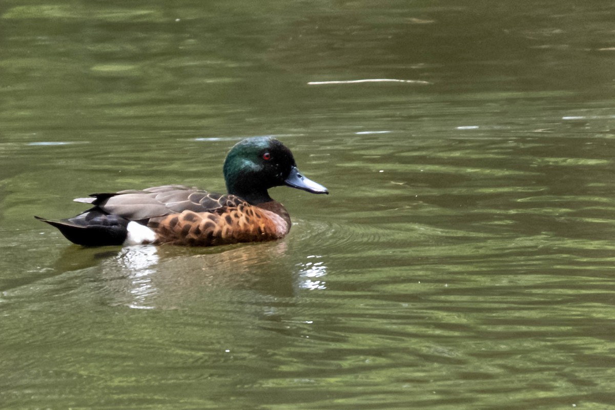 アオクビコガモ - ML647061472