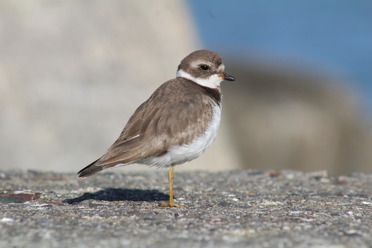 ミズカキチドリ - ML647061473