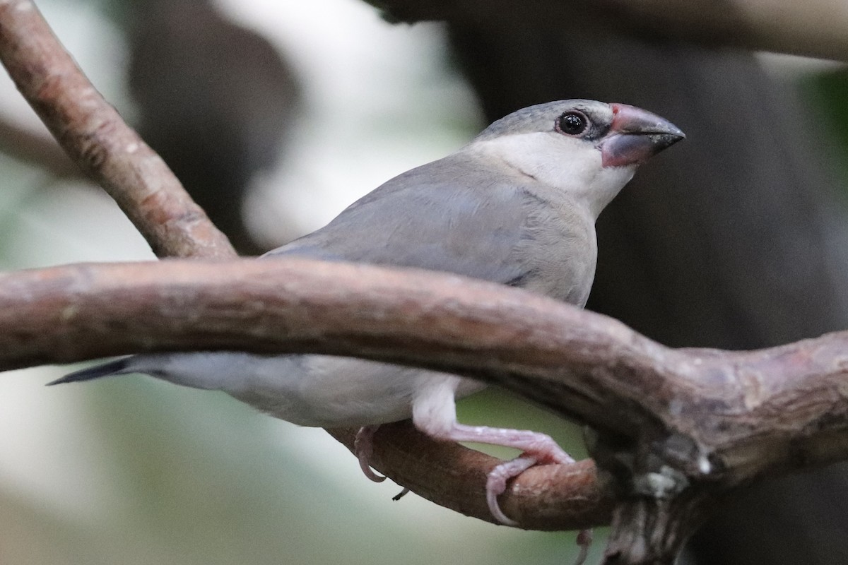 ブンチョウ - ML647061475