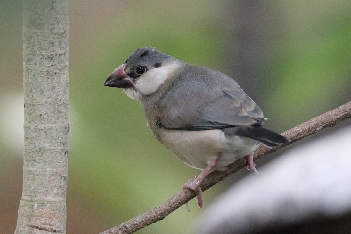 ブンチョウ - ML647061476