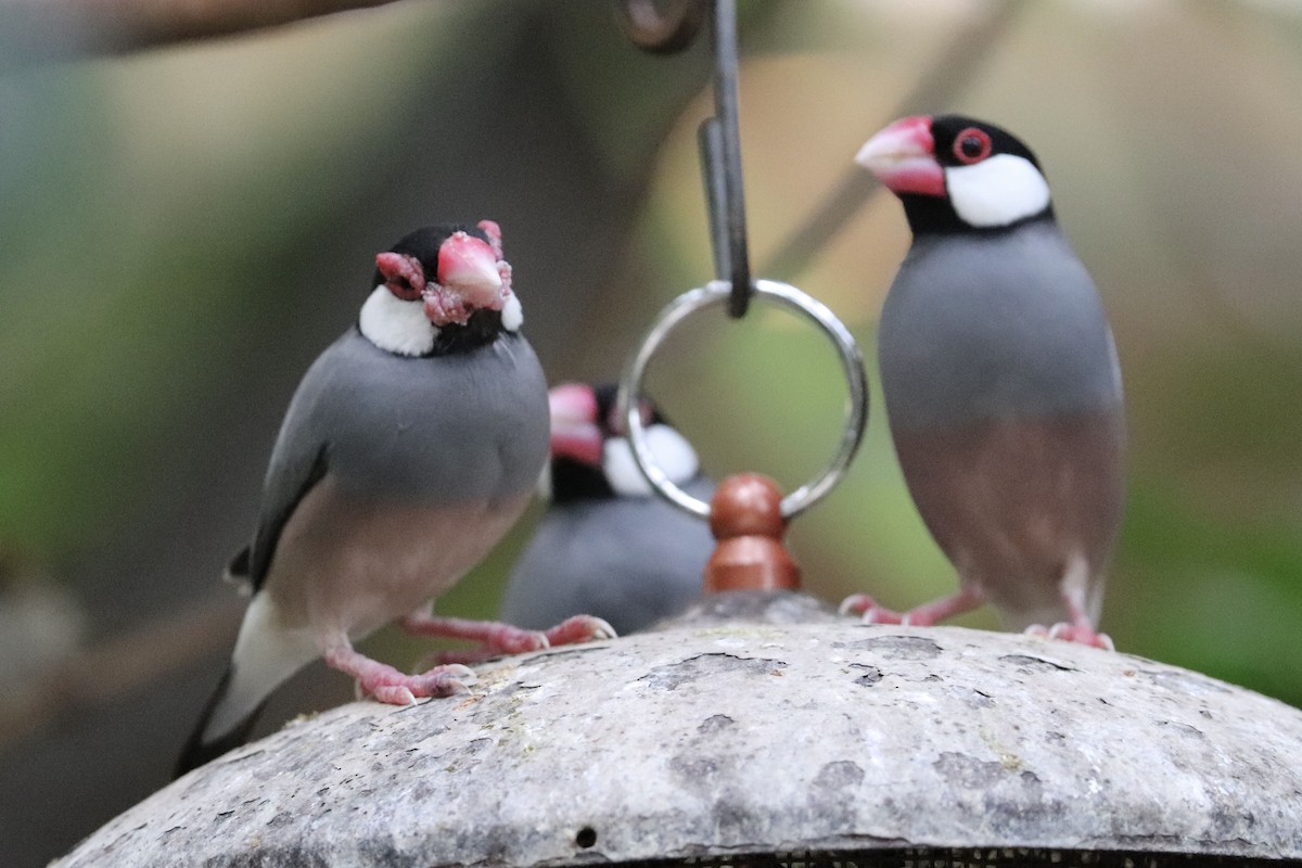 ブンチョウ - ML647061477