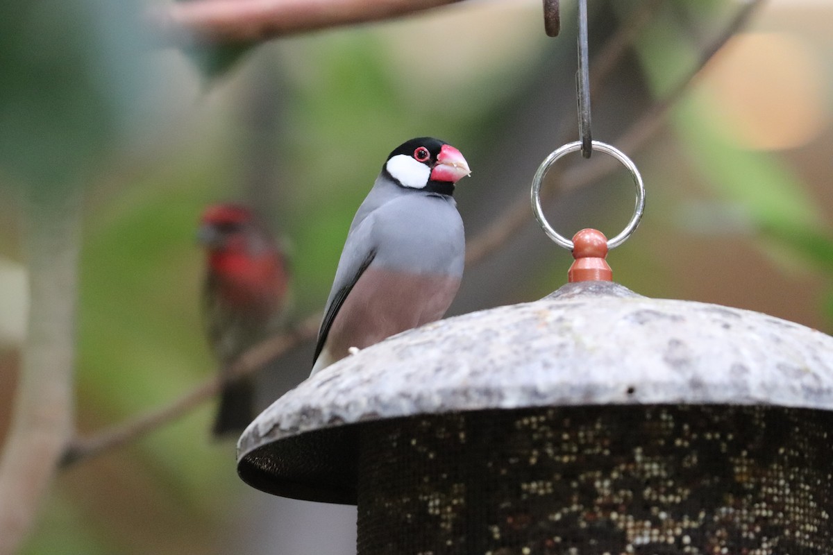 ブンチョウ - ML647061478