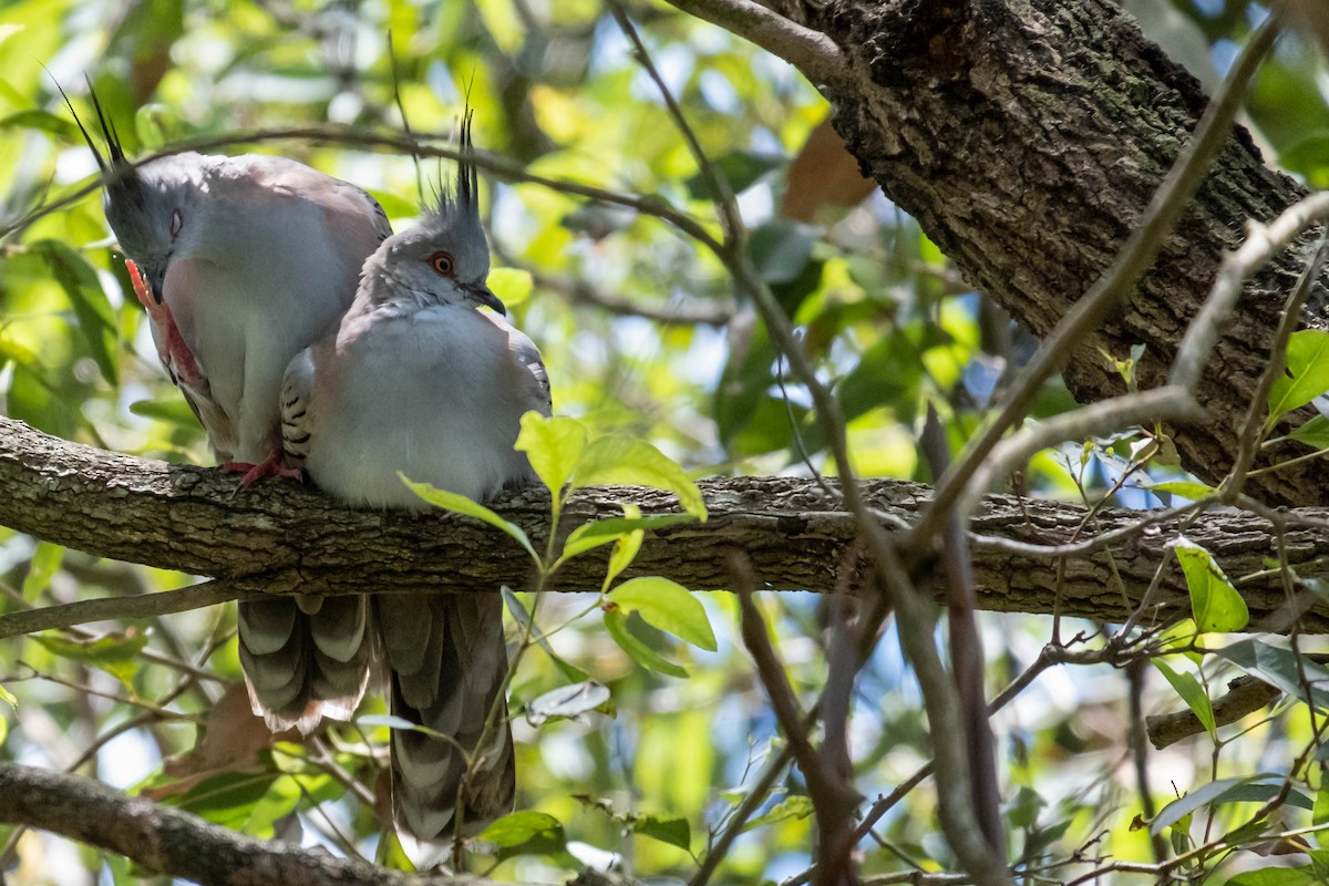 レンジャクバト - ML647061480