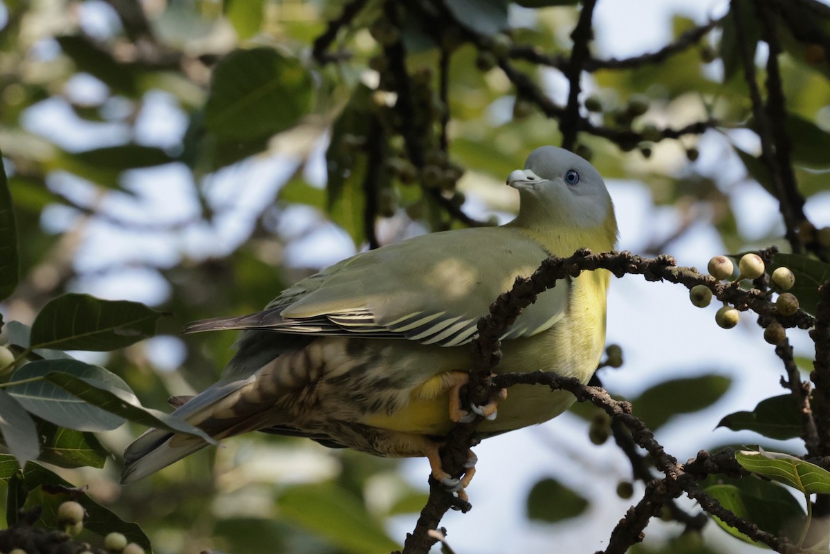 キアシアオバト - ML647061481