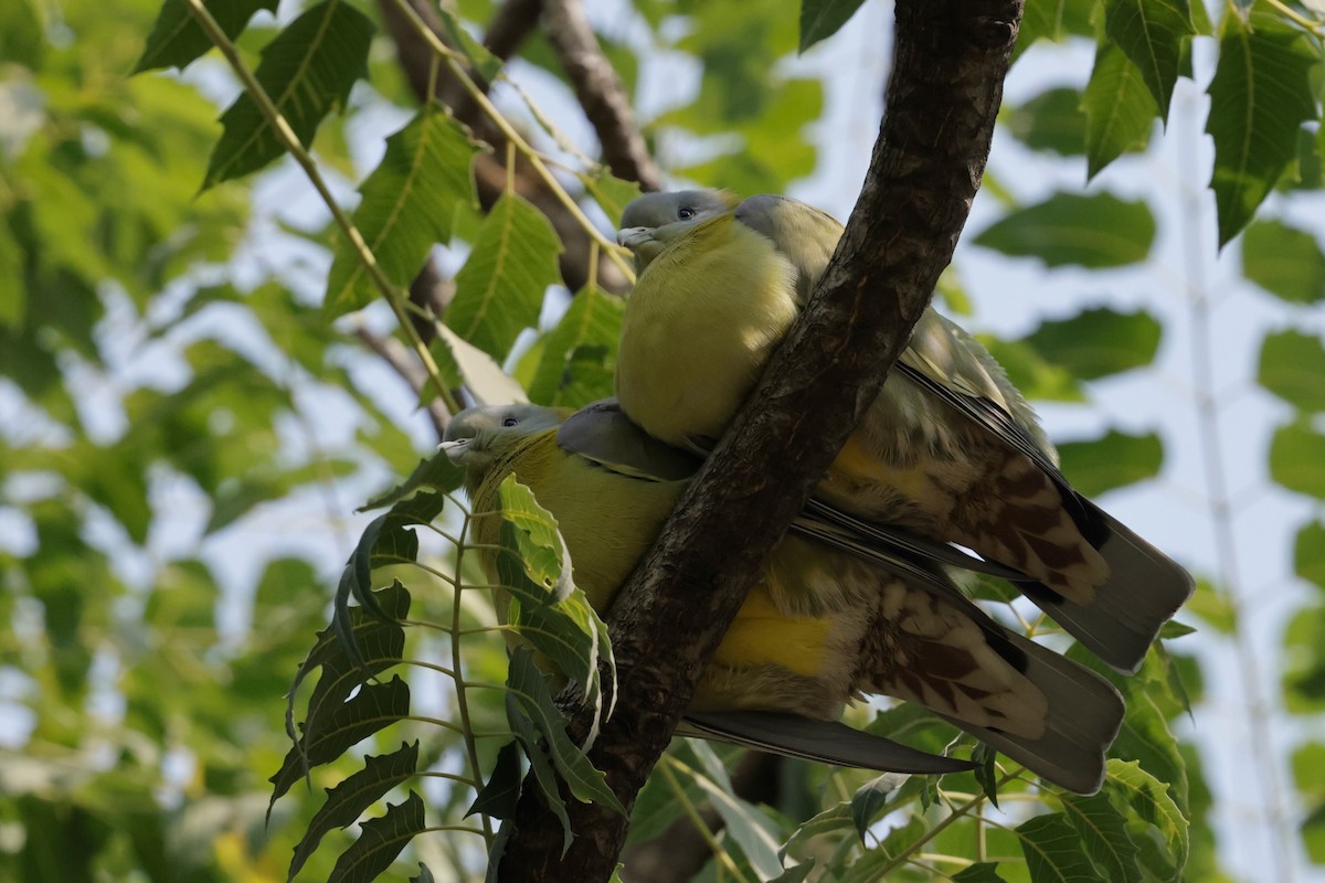 キアシアオバト - ML647061482