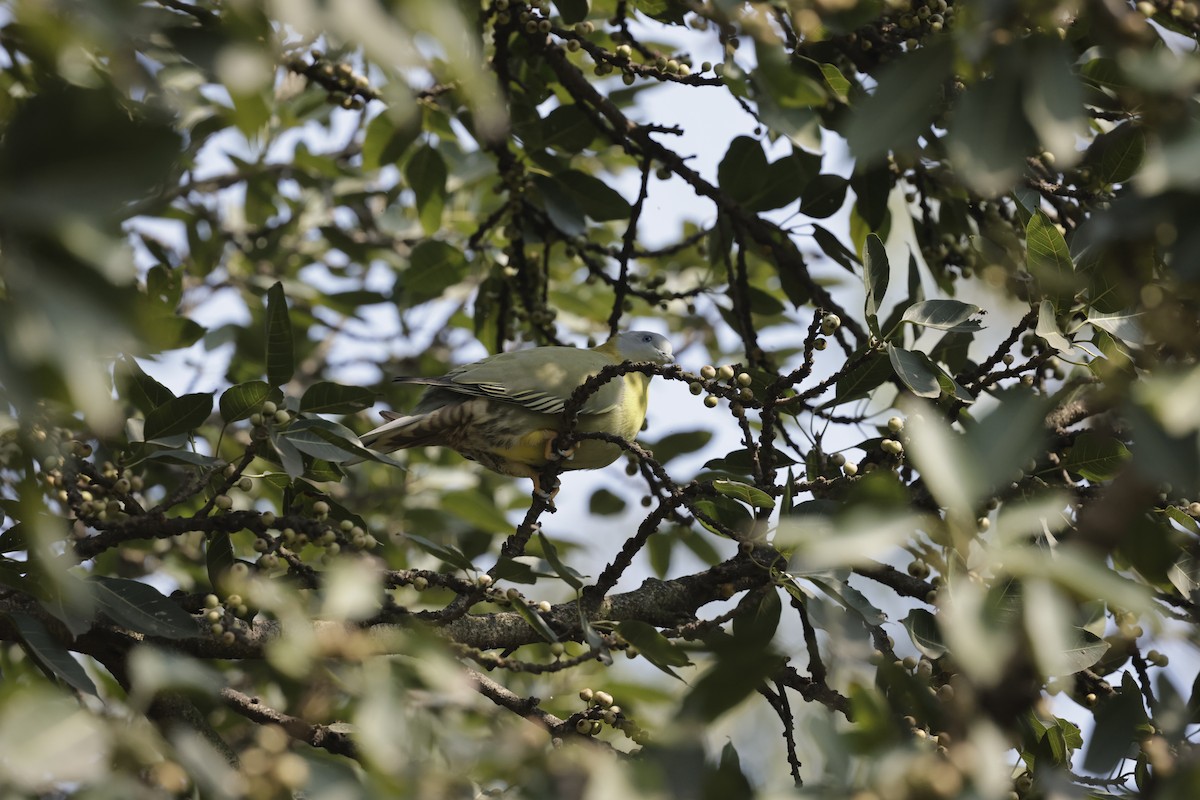 キアシアオバト - ML647061483