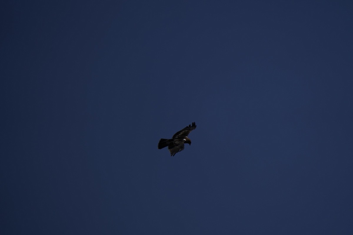 ヒメクマタカ - ML647061484