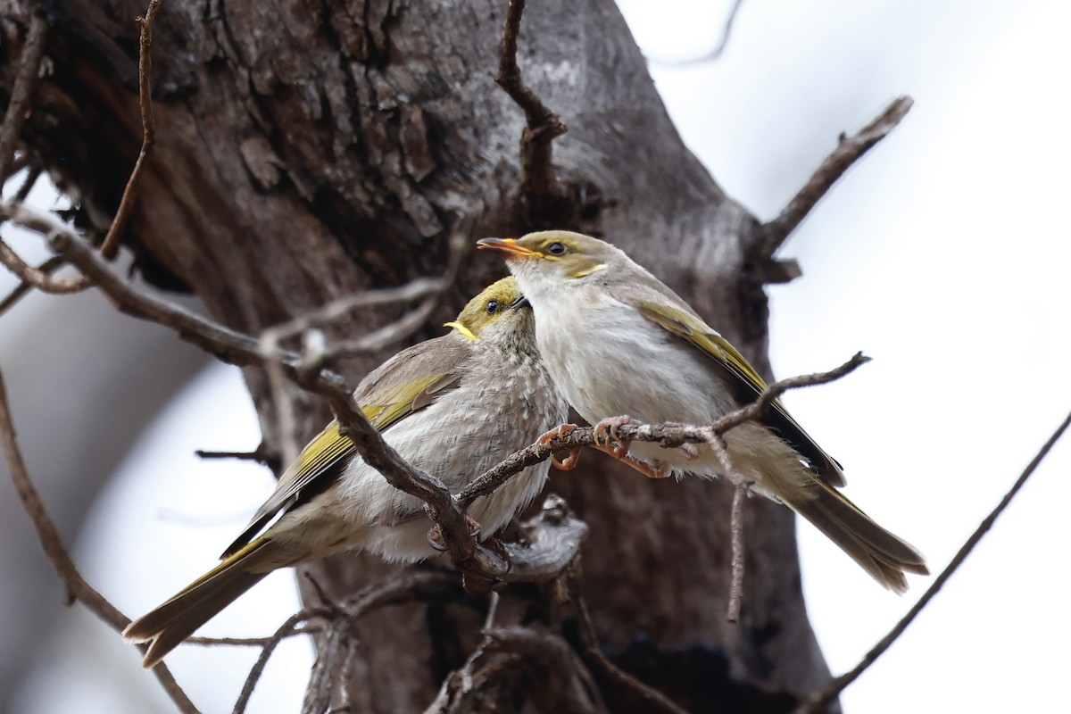 ムナフコバシミツスイ - ML647061485