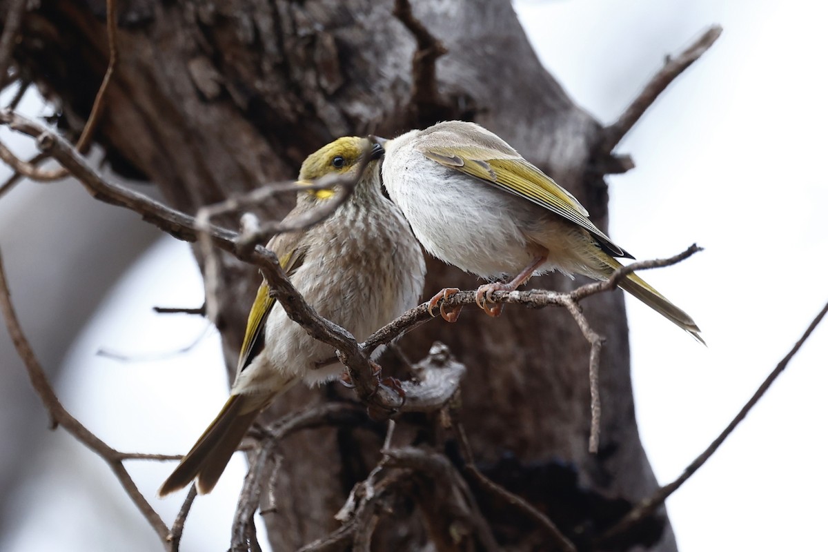 ムナフコバシミツスイ - ML647061486