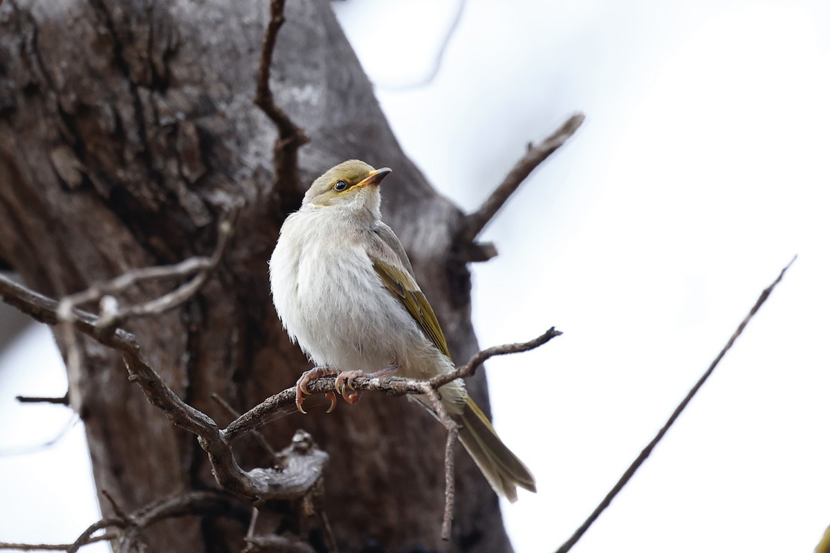 ムナフコバシミツスイ - ML647061487