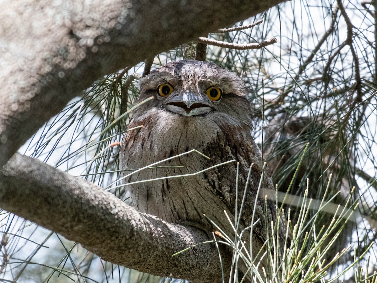 オーストラリアガマグチヨタカ - ML647061488