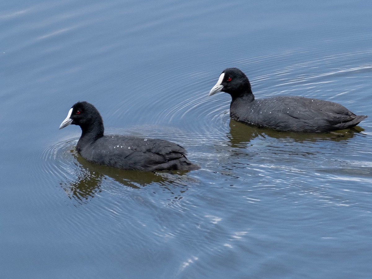 オオバン - ML647061492