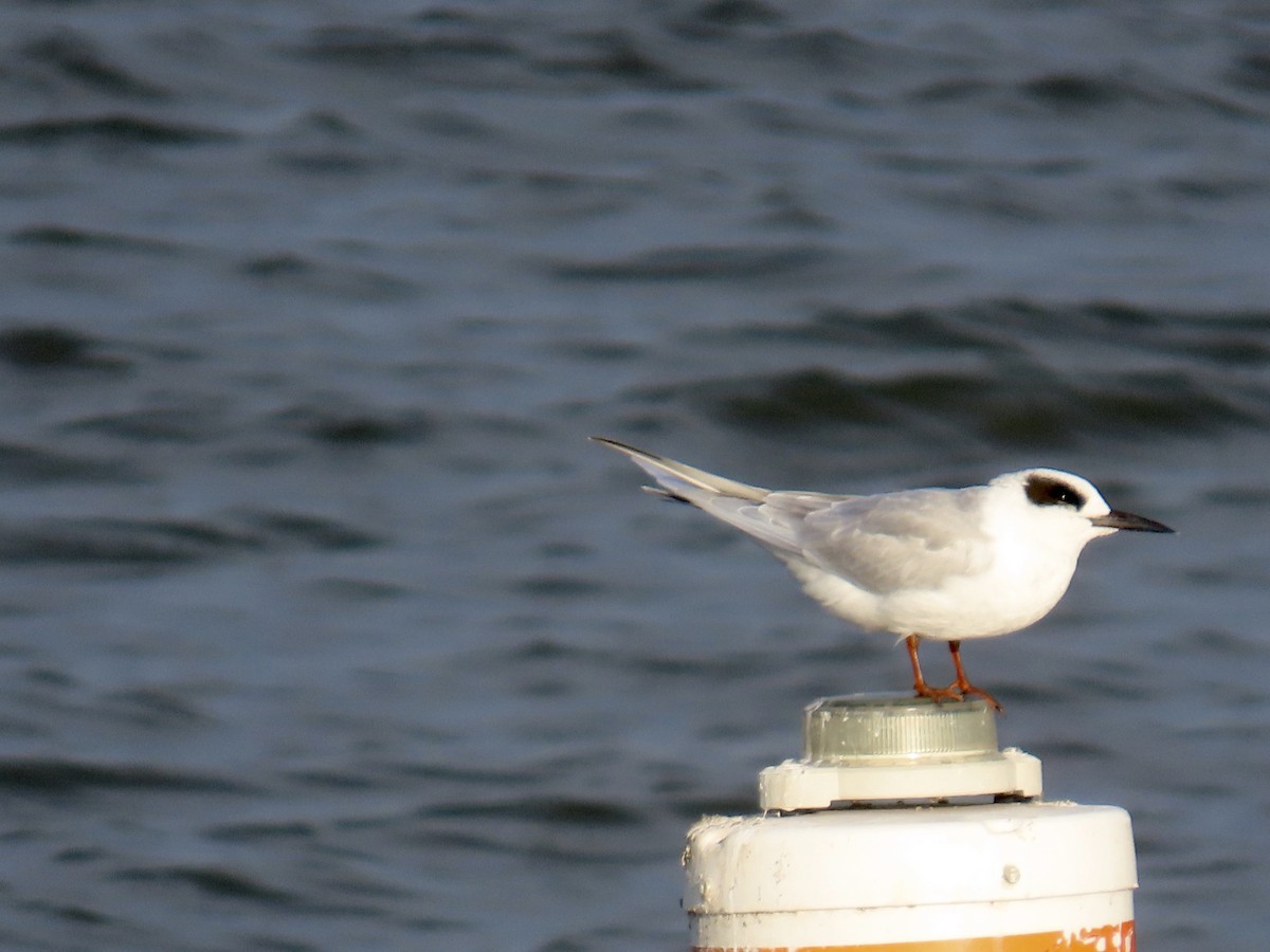 メリケンアジサシ - ML647061493