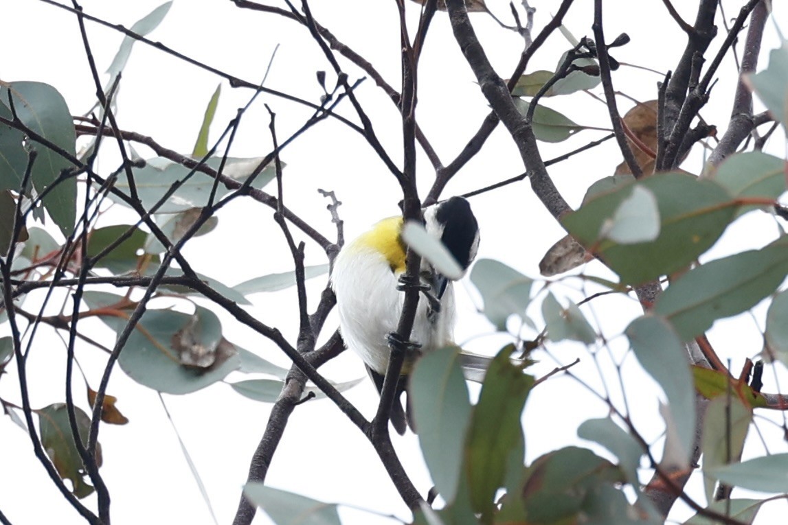 Western Shrike-tit - ML647061494