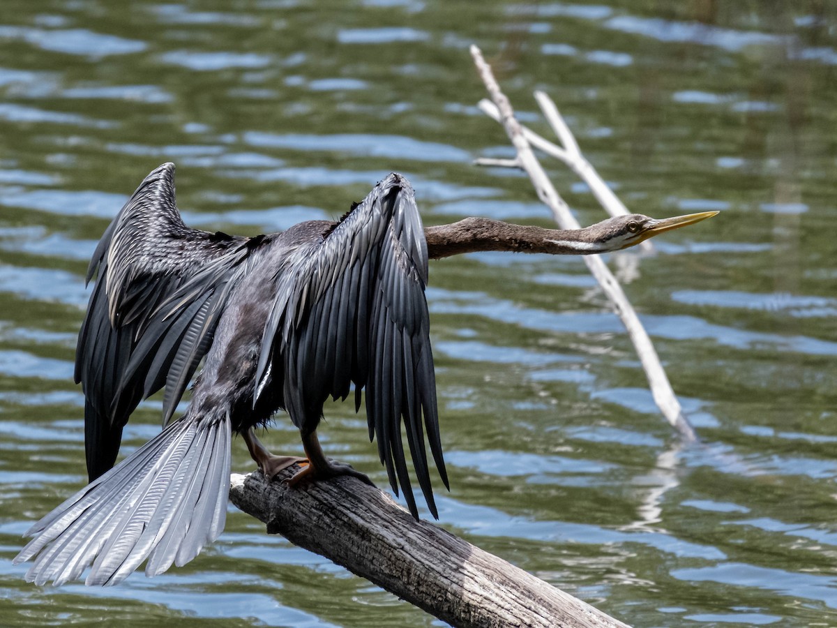 オーストラリアヘビウ - ML647061495