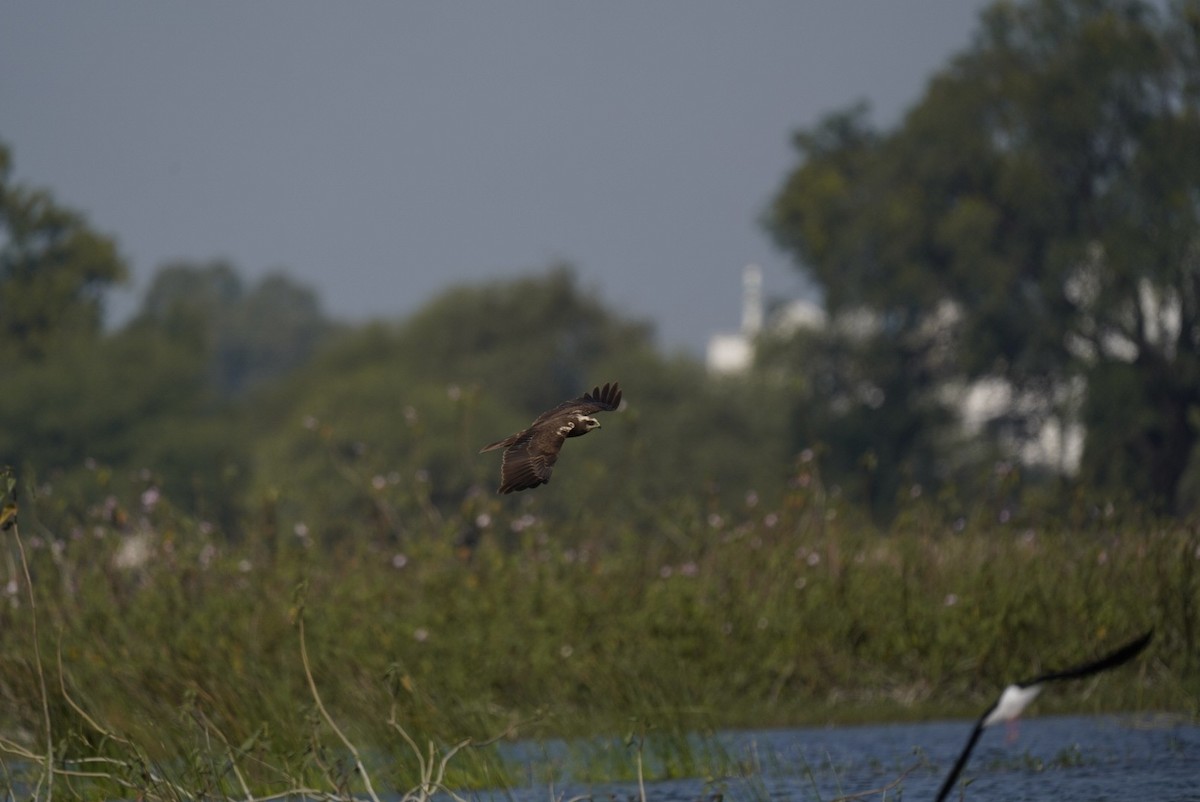 ヨーロッパチュウヒ - ML647061496