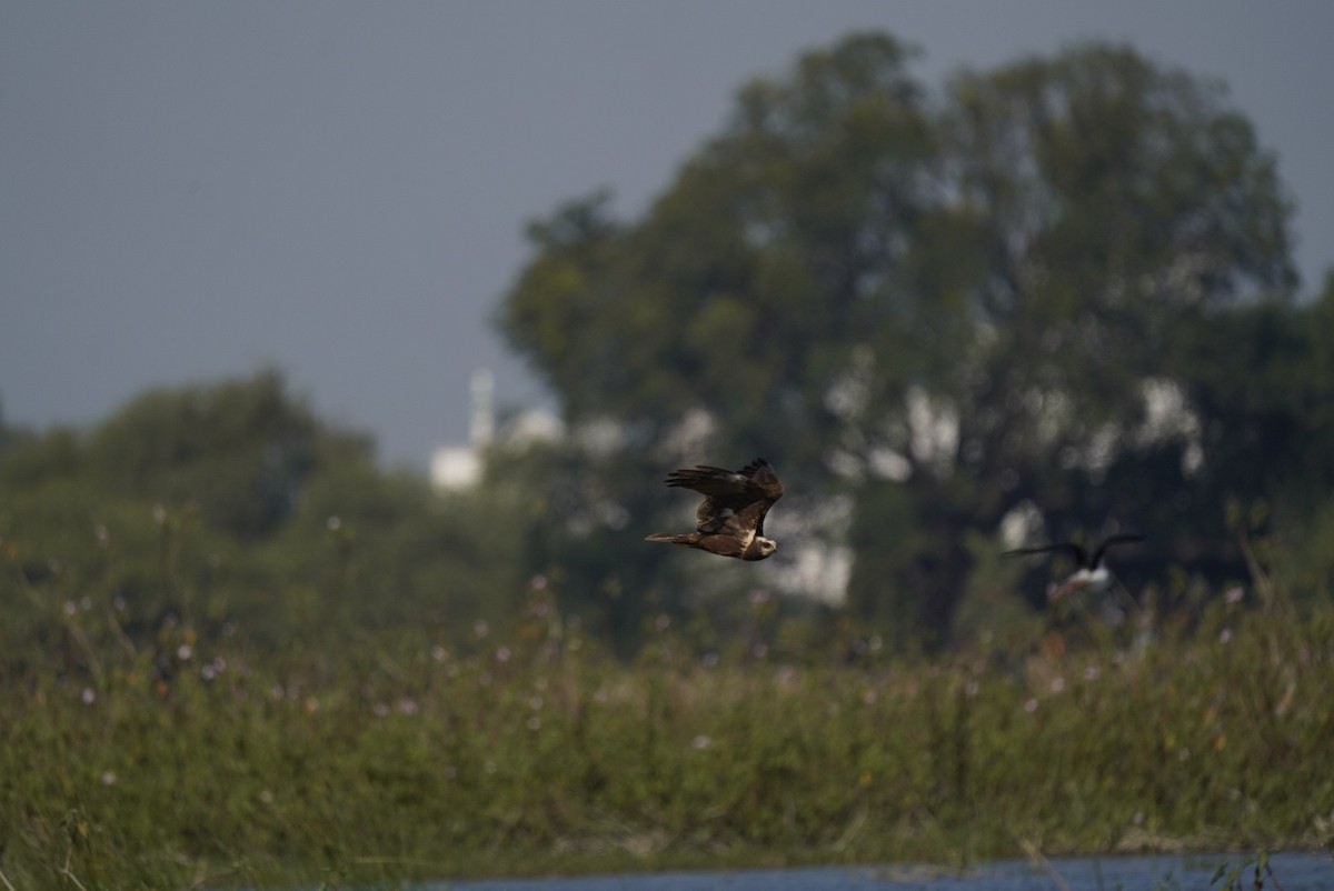 ヨーロッパチュウヒ - ML647061497