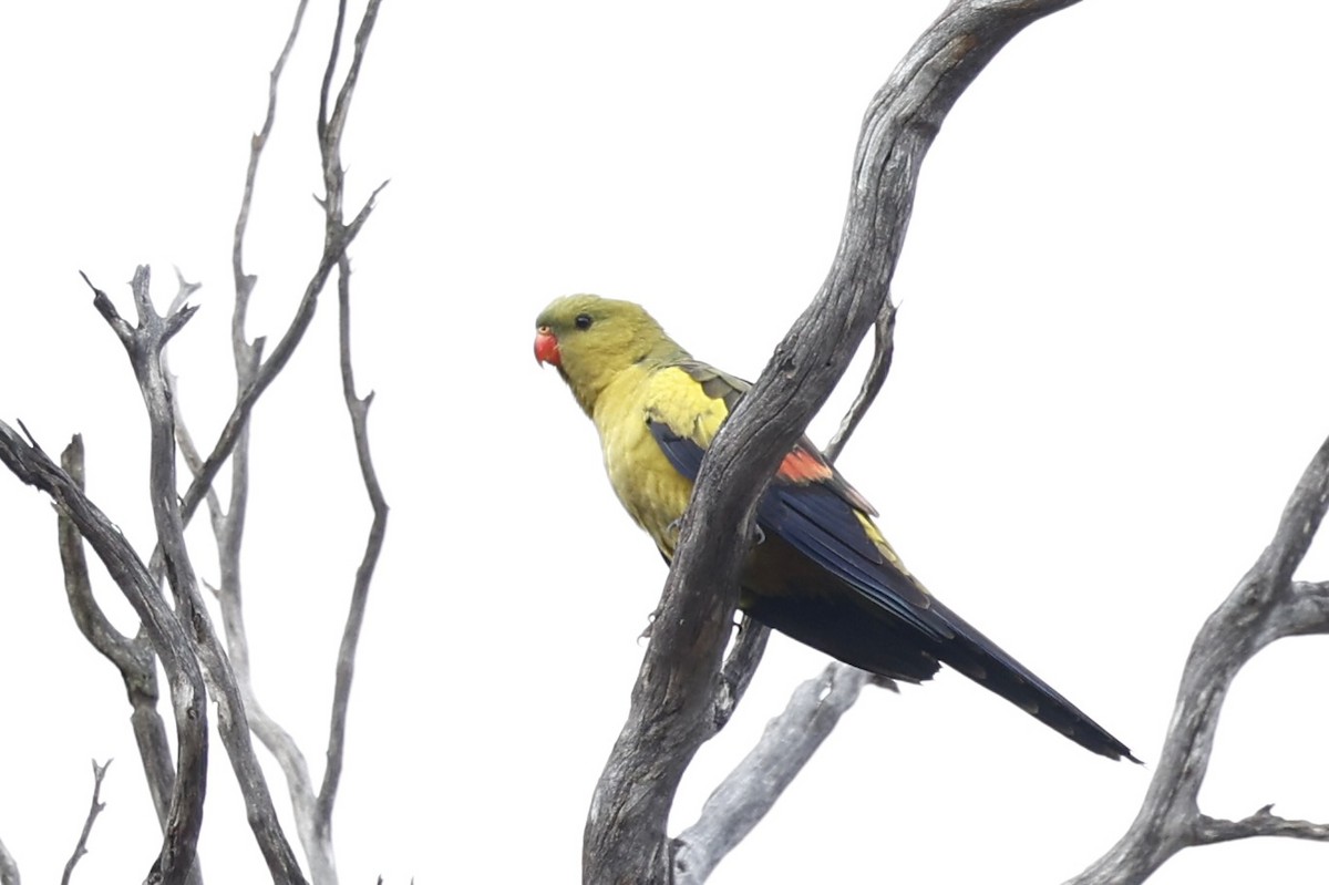 オグロインコ - ML647061499