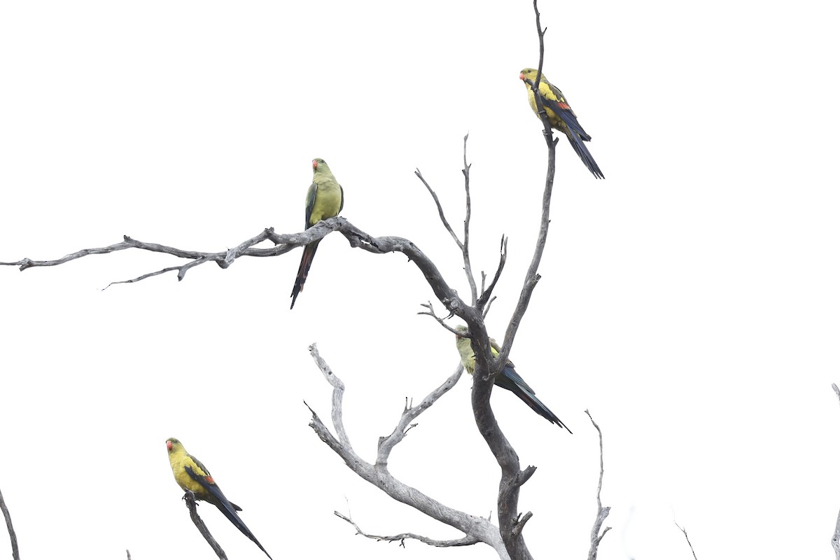 オグロインコ - ML647061500