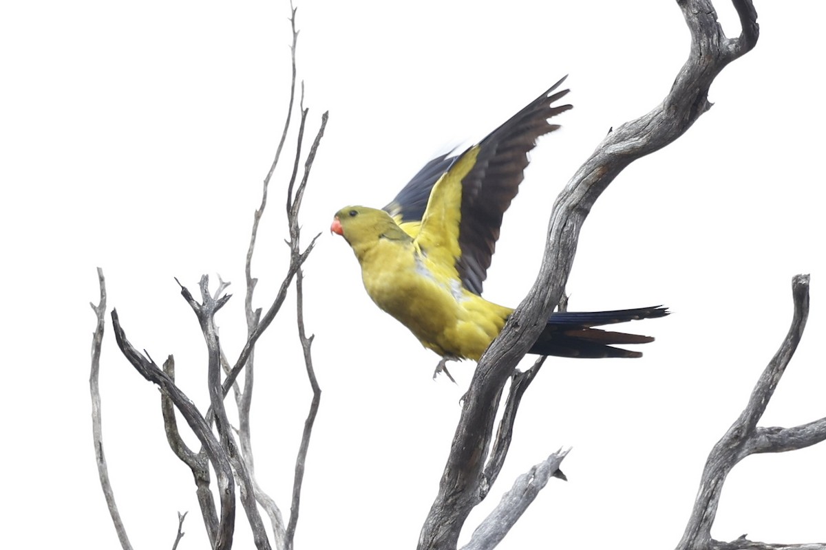 オグロインコ - ML647061501