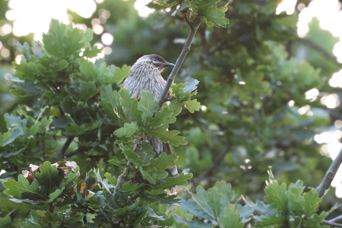 Red Wattlebird - ML647061503