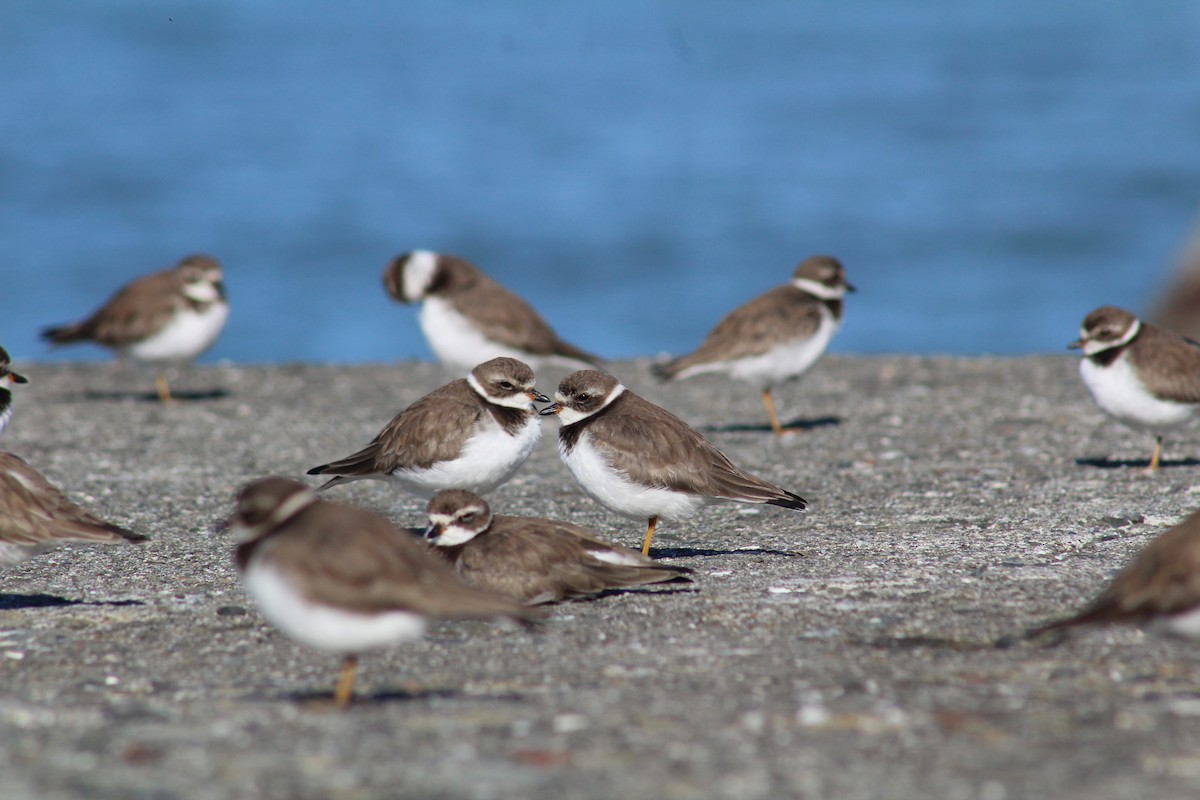 Semipalmated Plover - ML647061508