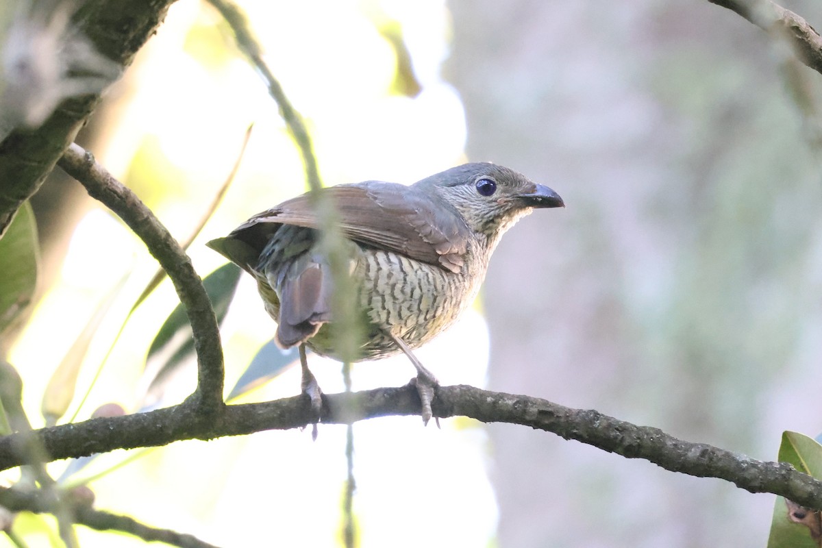 Satin Bowerbird - ML647061510