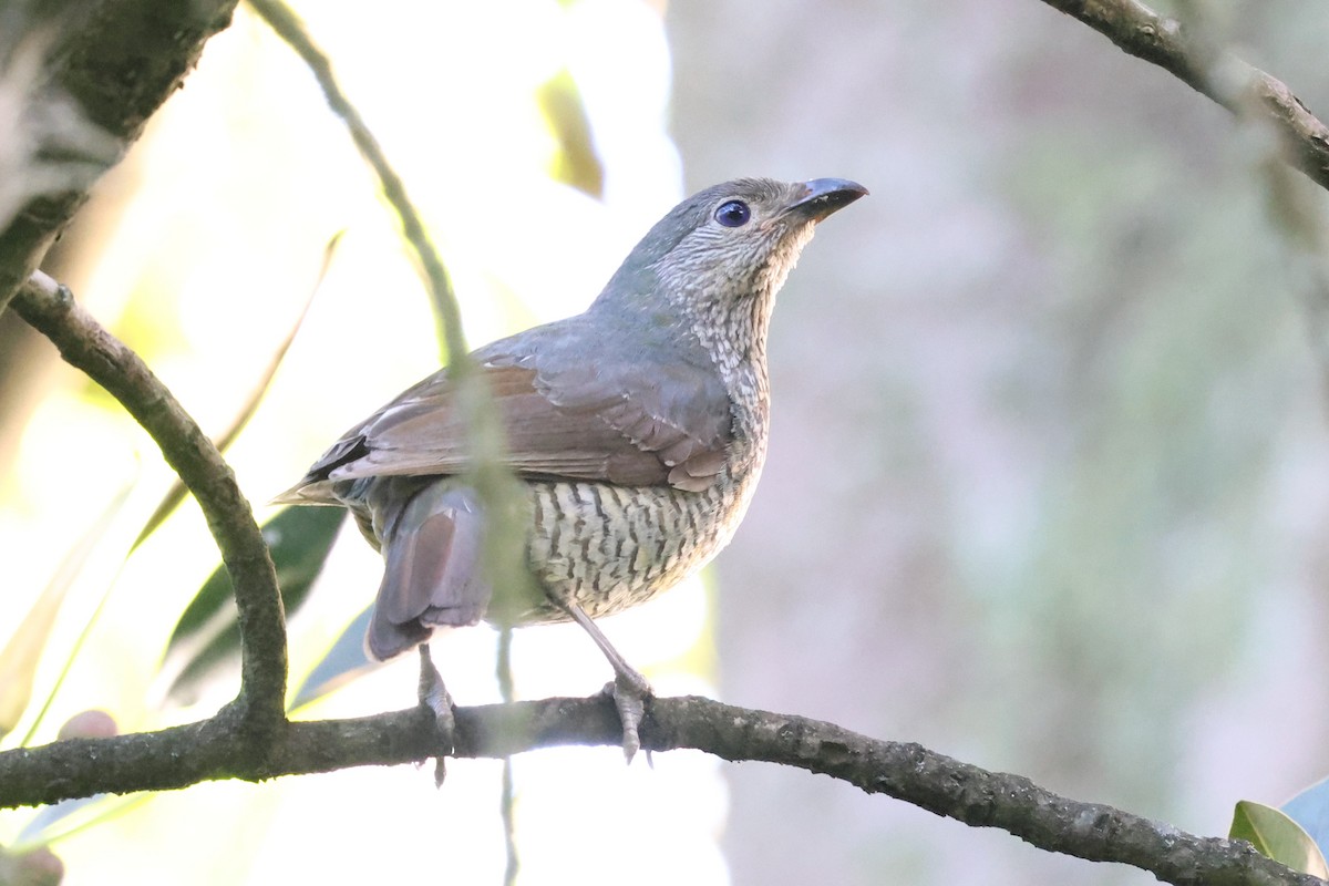 Satin Bowerbird - ML647061511