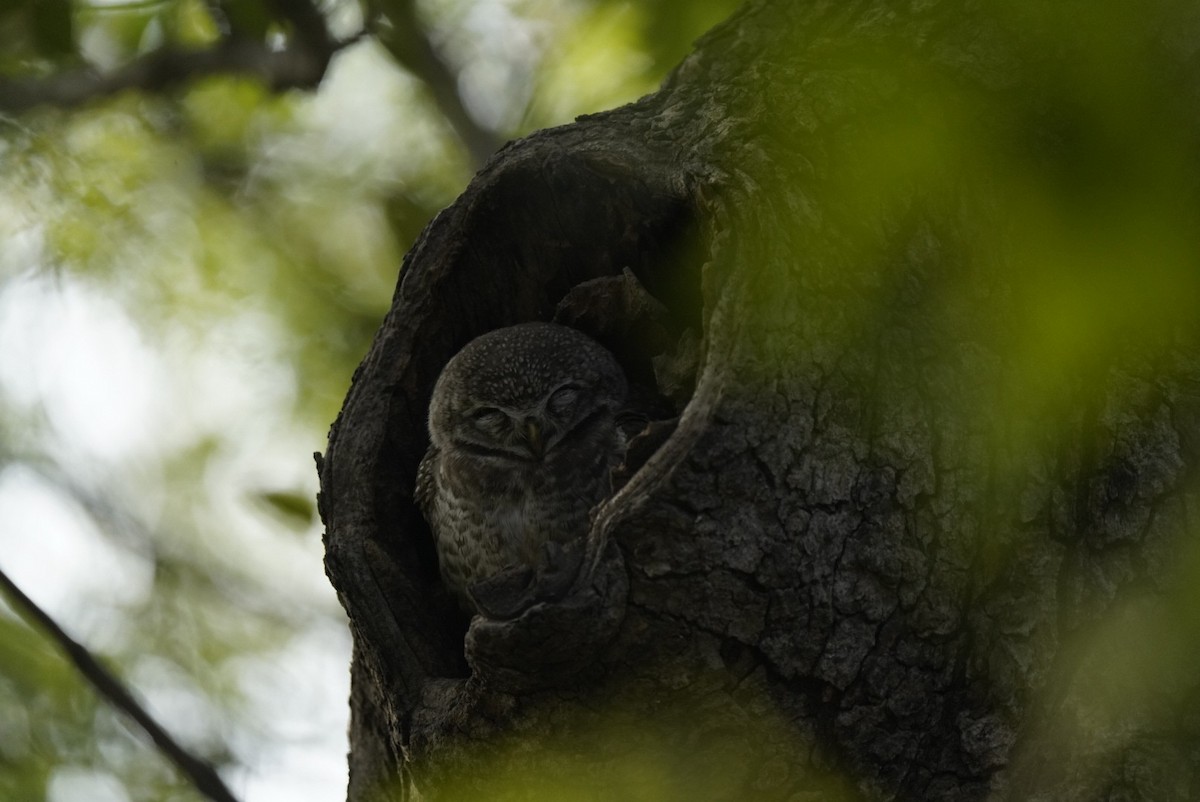 Spotted Owlet - ML647061512