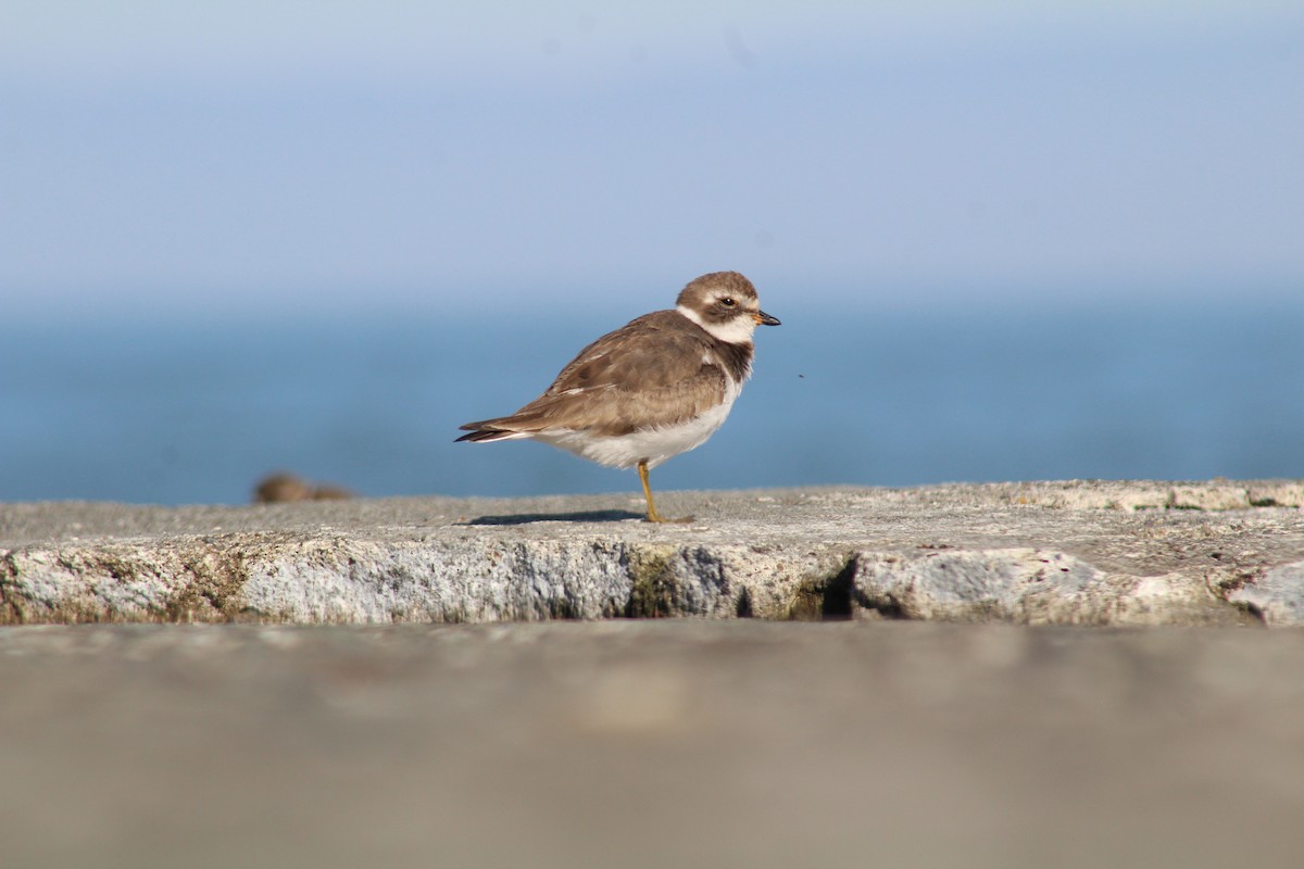 Semipalmated Plover - ML647061523