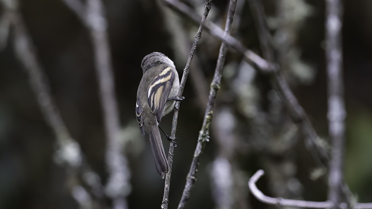 hvitstrupetyrannulett - ML647061525