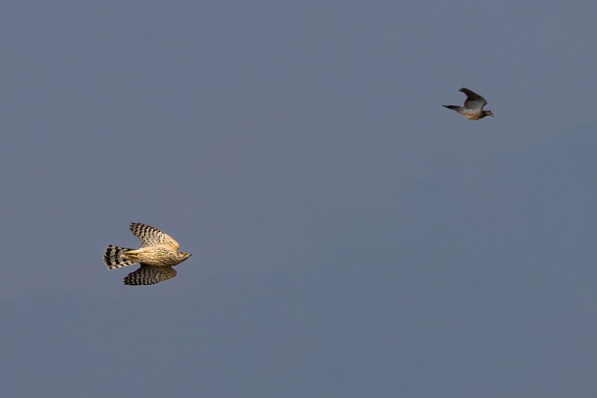 Aztore eurasiarra - ML647061527