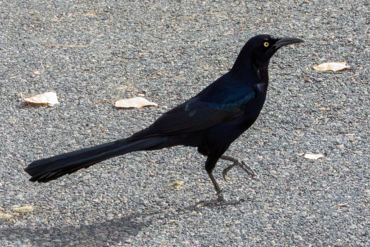 vlhovec velkoocasý - ML647061530