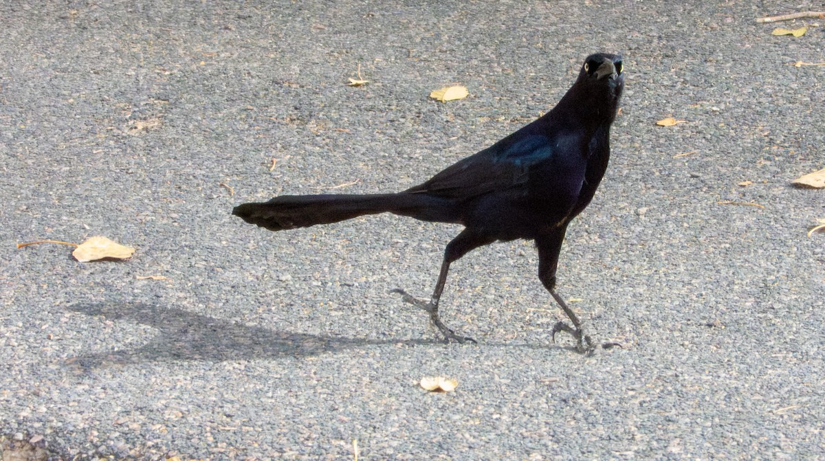 vlhovec velkoocasý - ML647061531