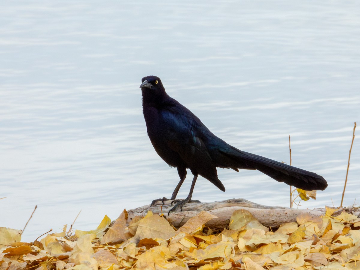 vlhovec velkoocasý - ML647061532