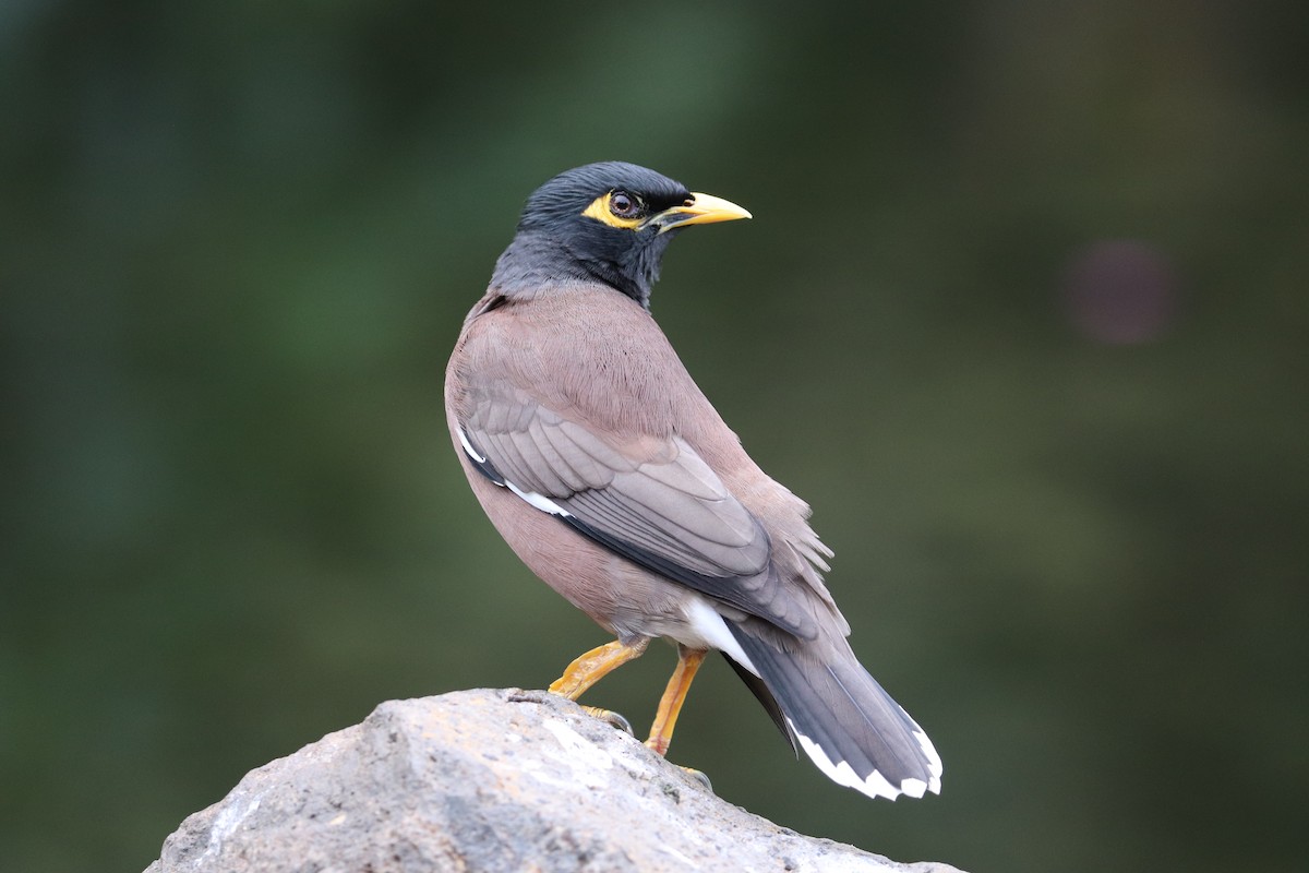 majna obecná - ML647061533