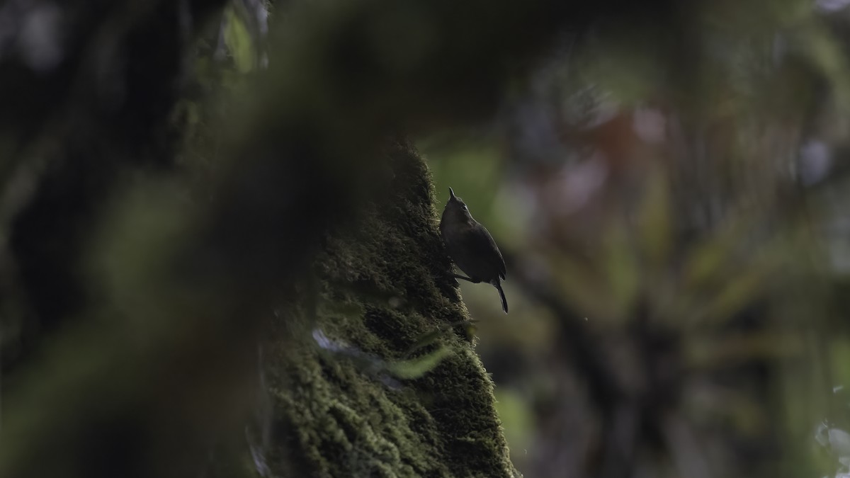 andessmett - ML647061534