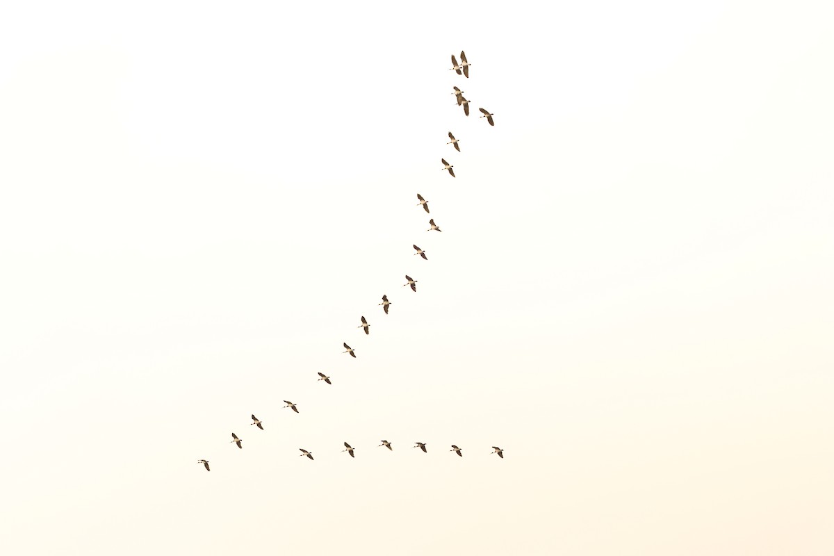 ibis slámokrký - ML647061538