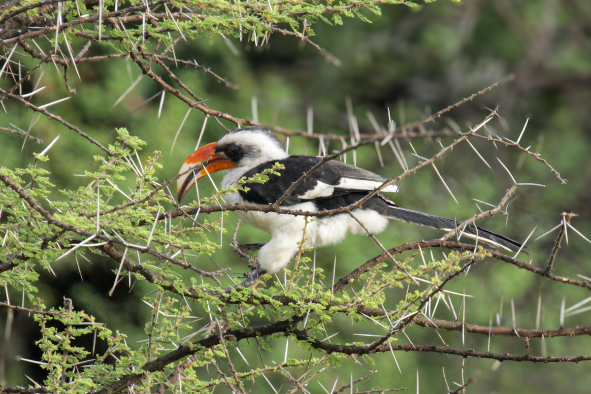 zoborožec východoafrický - ML647061540